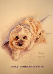 watercolour pet portrait of Sandy